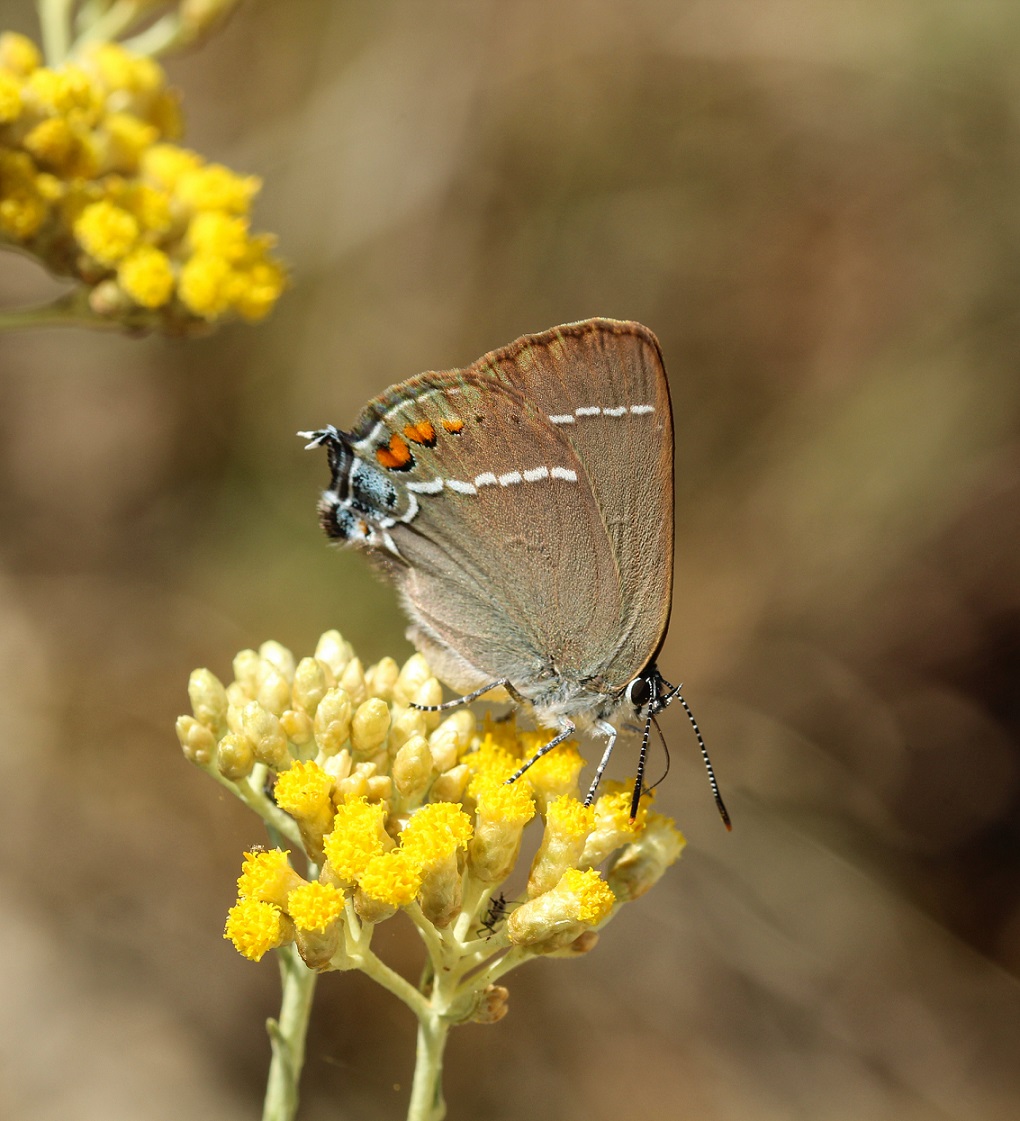 Satyrium spini - Lycaenidae